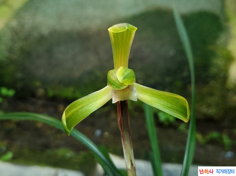 대륜복륜화(꽃1대) 기?