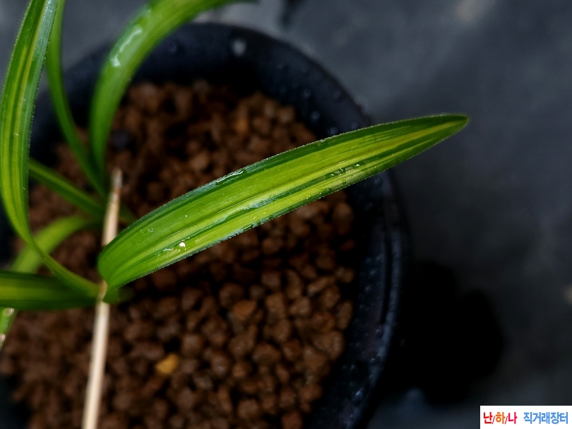 종자 입변산반중투