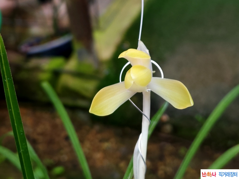 조기에 개화된 화형 황?