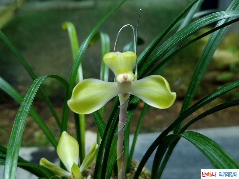 원판투구호화(꽃2대)