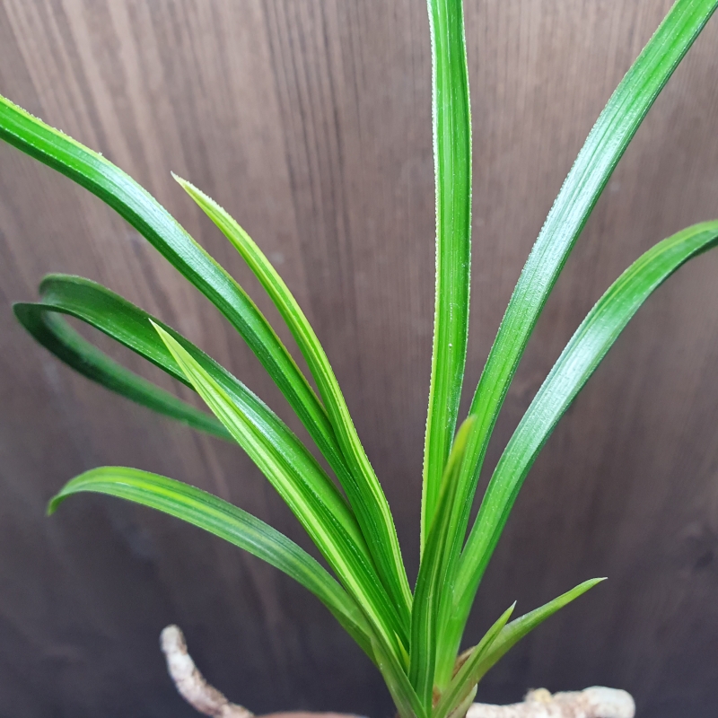 까닥지,,금계,,극황,,산?