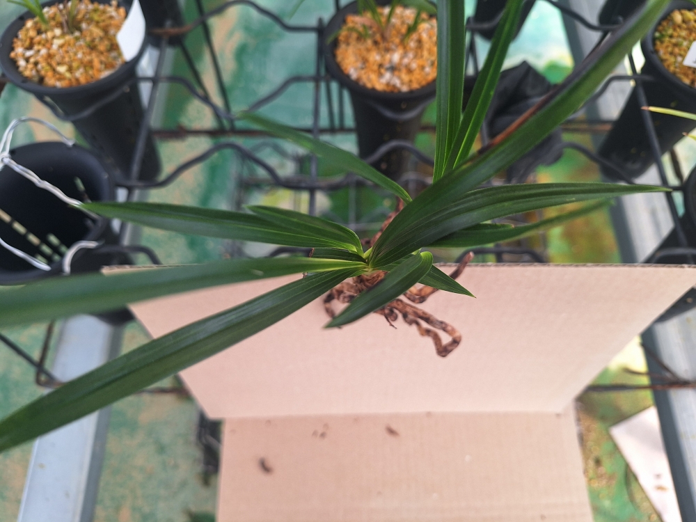 자세가 이쁜 서반 입니?