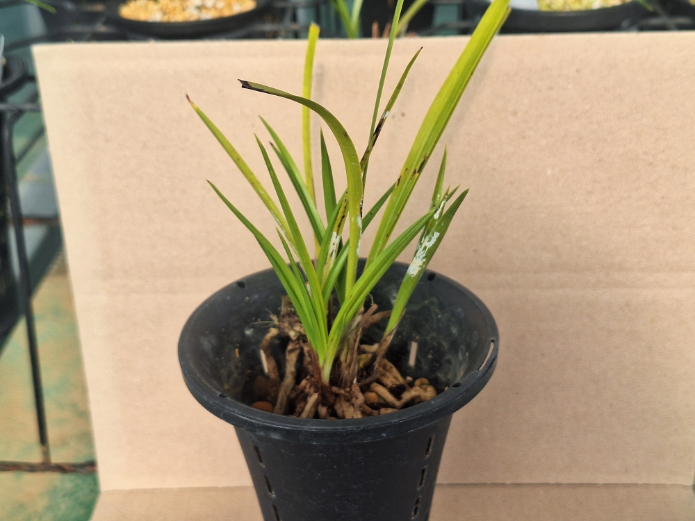 입변 황서? 서 입니다