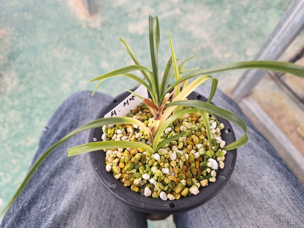 서반 서산반 입니다