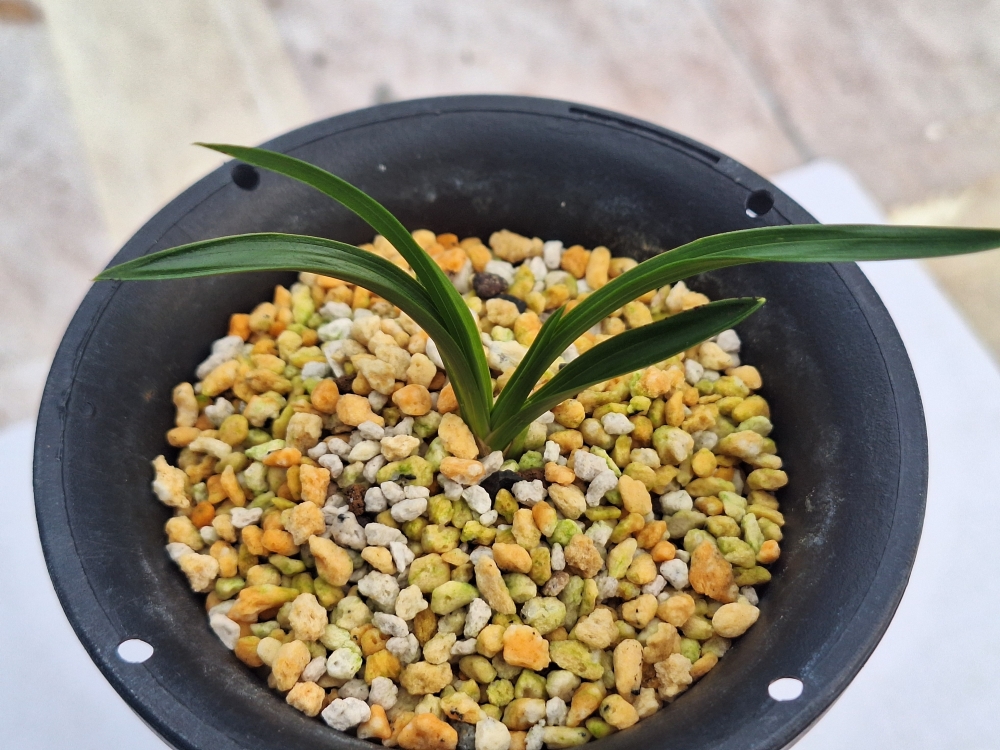 입변 키워보세요