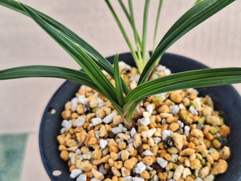 산반호 호 이쁘네요