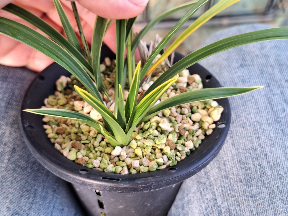 초세좋운 황복륜 입니?