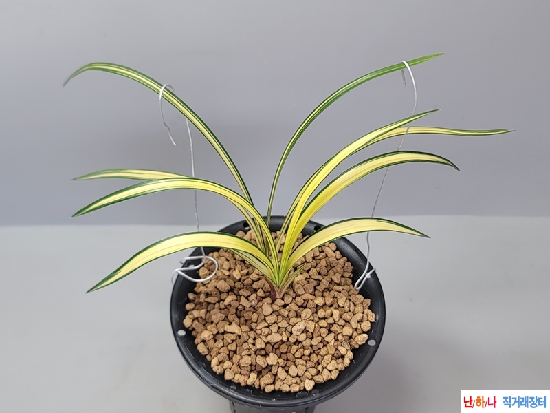 깔금한  극황 중투호