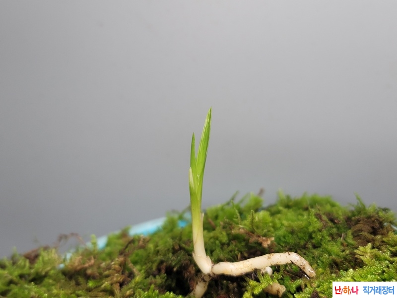 산채품