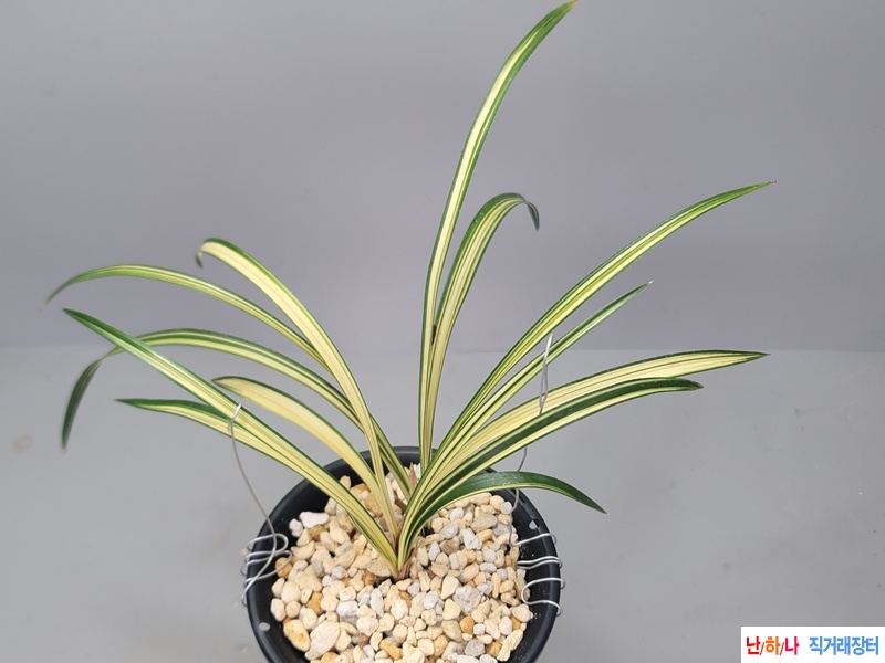 웅장한  황중투호