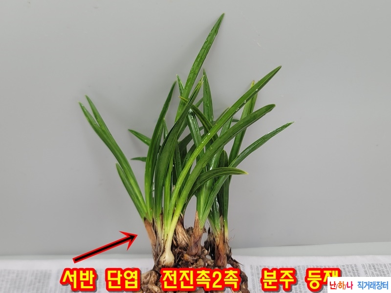 서반 단엽
