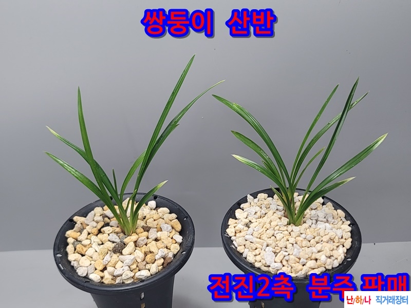 쌍둥이  산반