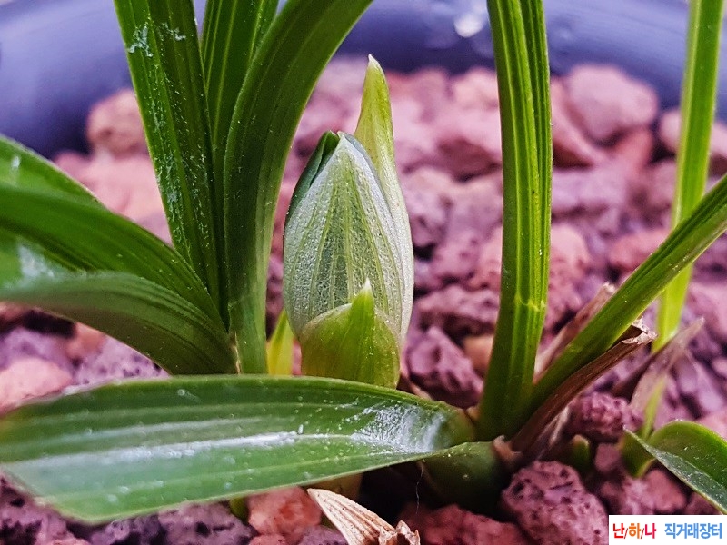 꽃보세요. (소심/꽃대1)