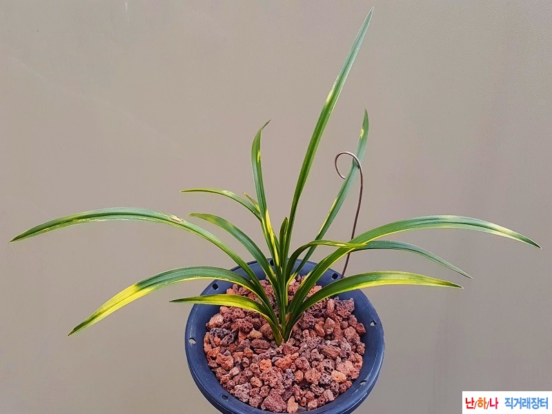 종자하세요. (까닥지/?