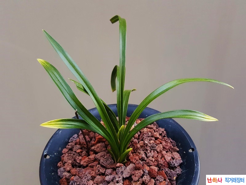 산채. (환엽/황산반)