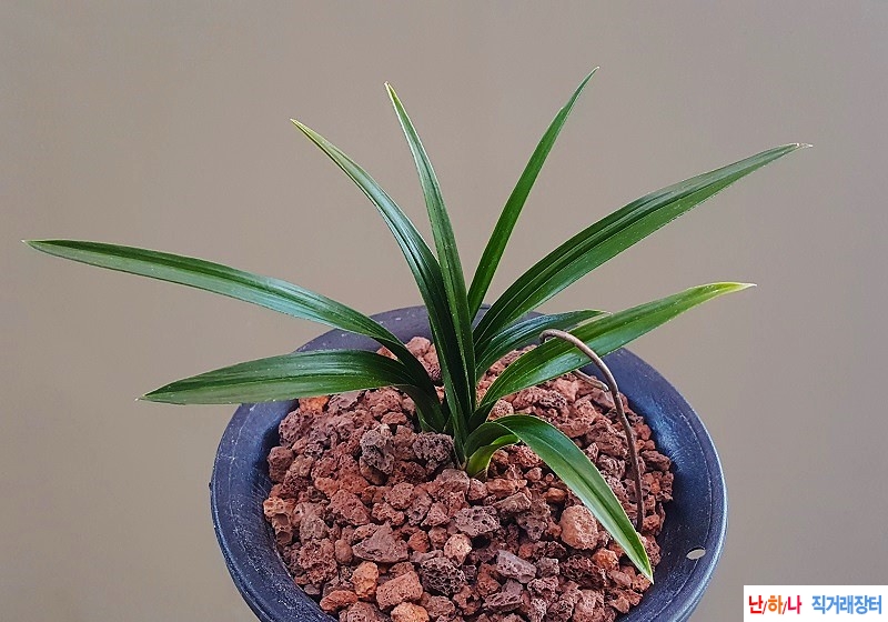 산채출. (단엽산반)