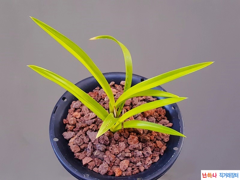 종자하세요. (주금서반?