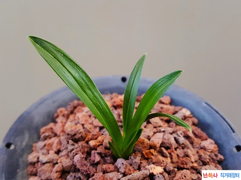 종자하세요. (단엽)