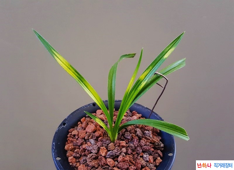 종자하세요. (서호반)