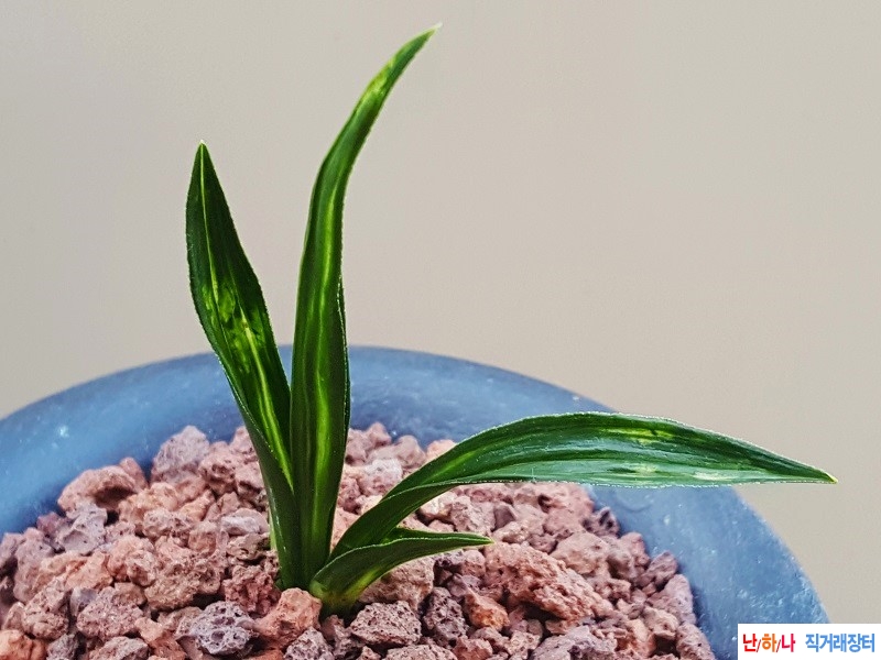 종자하세요. (단엽중투?