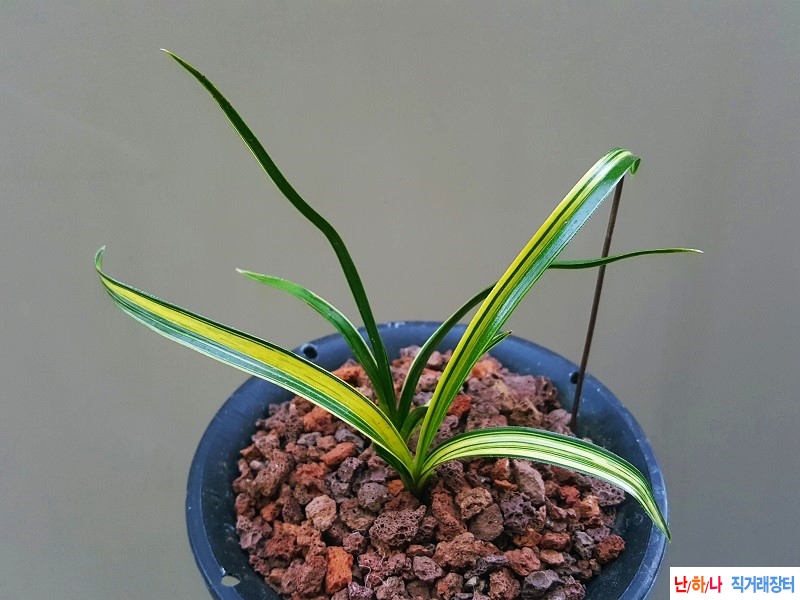 종자하세요. (금계녹호?