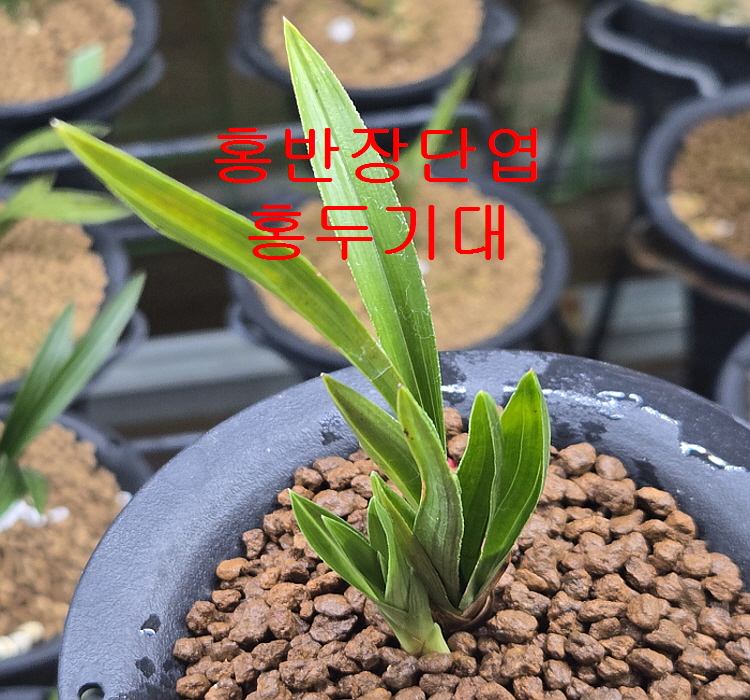 장단엽홍반두화변