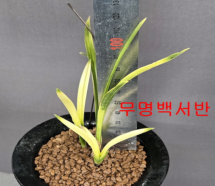 무명백서반두화변