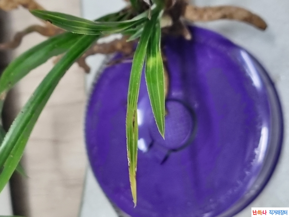 산채생강 후육입변황?