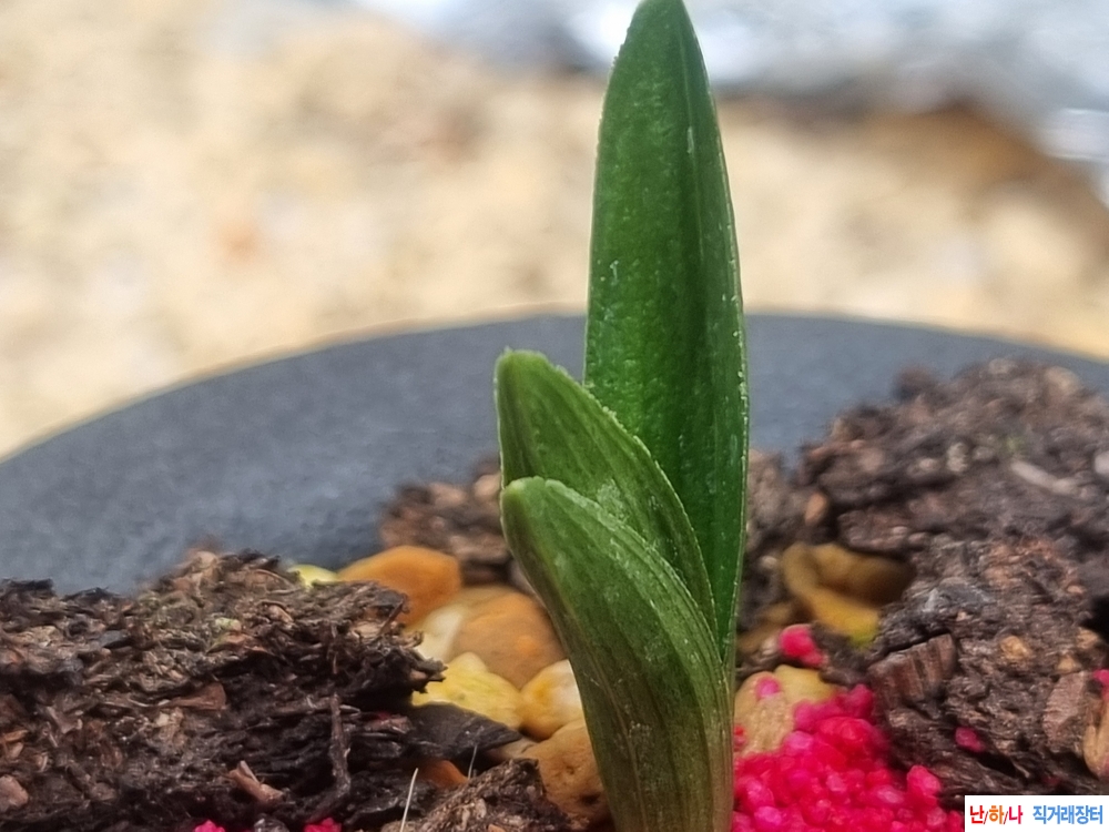 나사지좋은 광엽단엽?