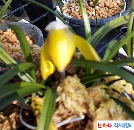 에이급황화