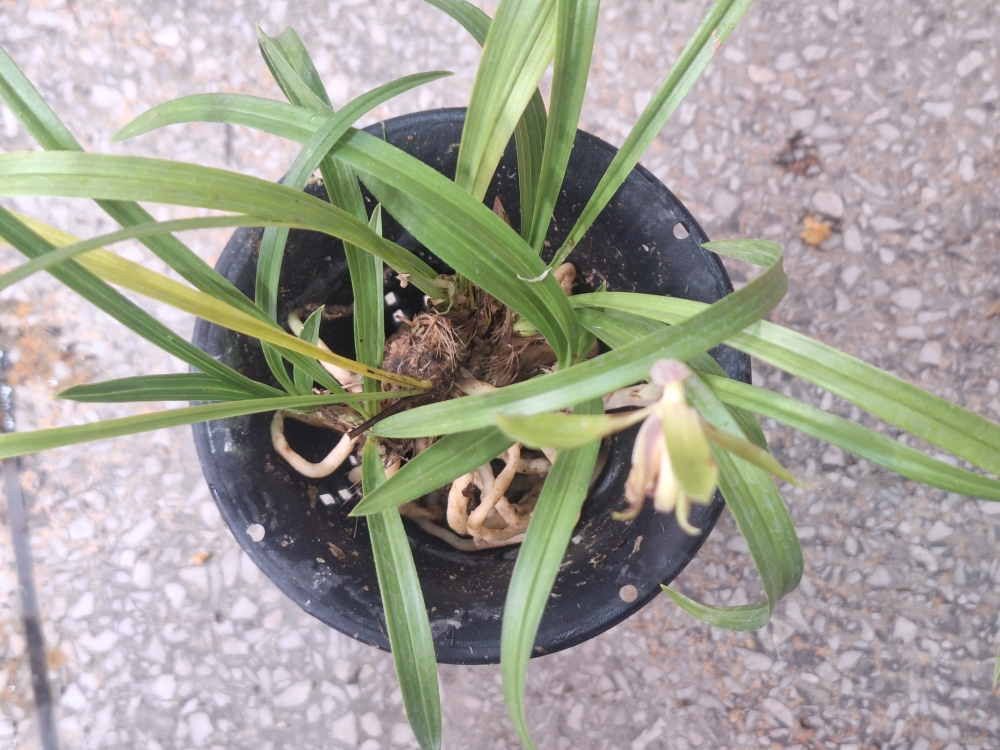 특색있는 산반화 입니?