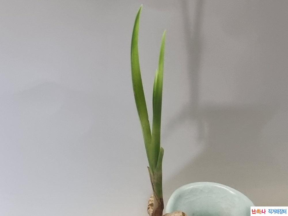 산채생강 후육 입변서?