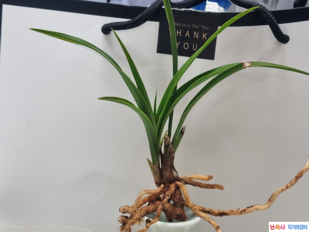 산채생강 광엽 입변서?