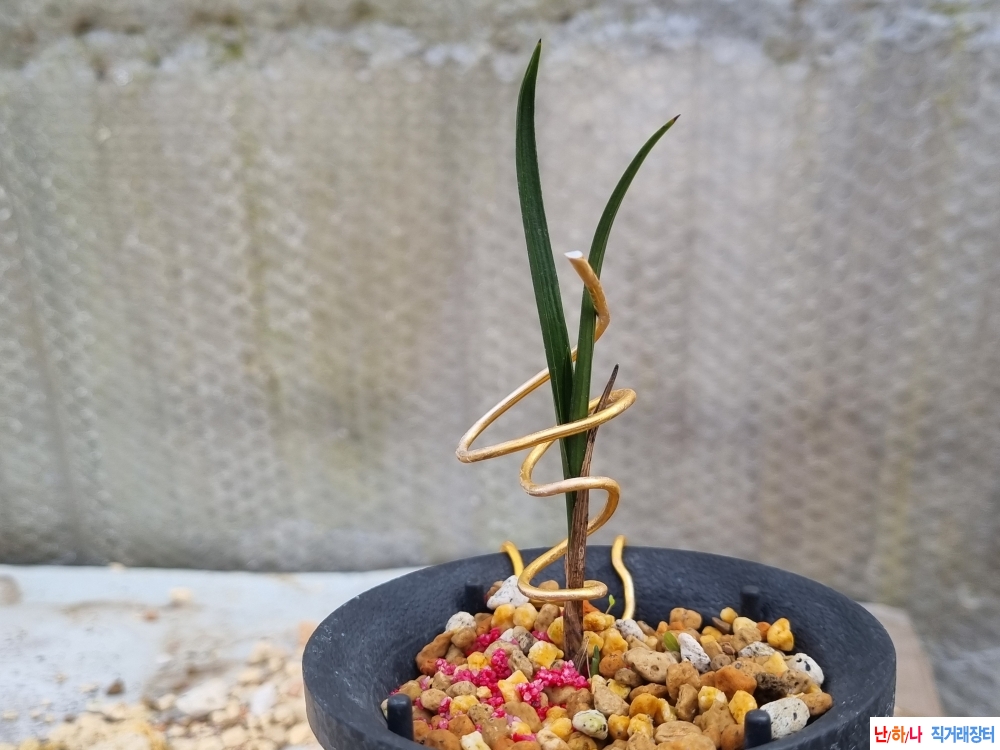 산채생강 후육입변