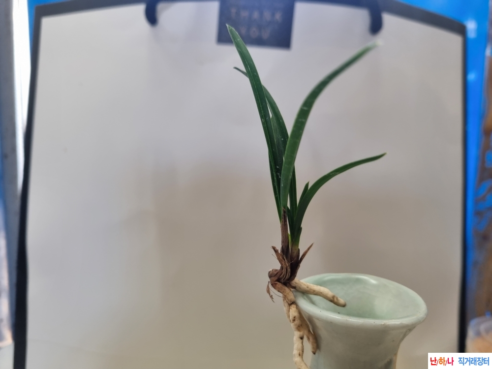 산채생강출발 바가지?