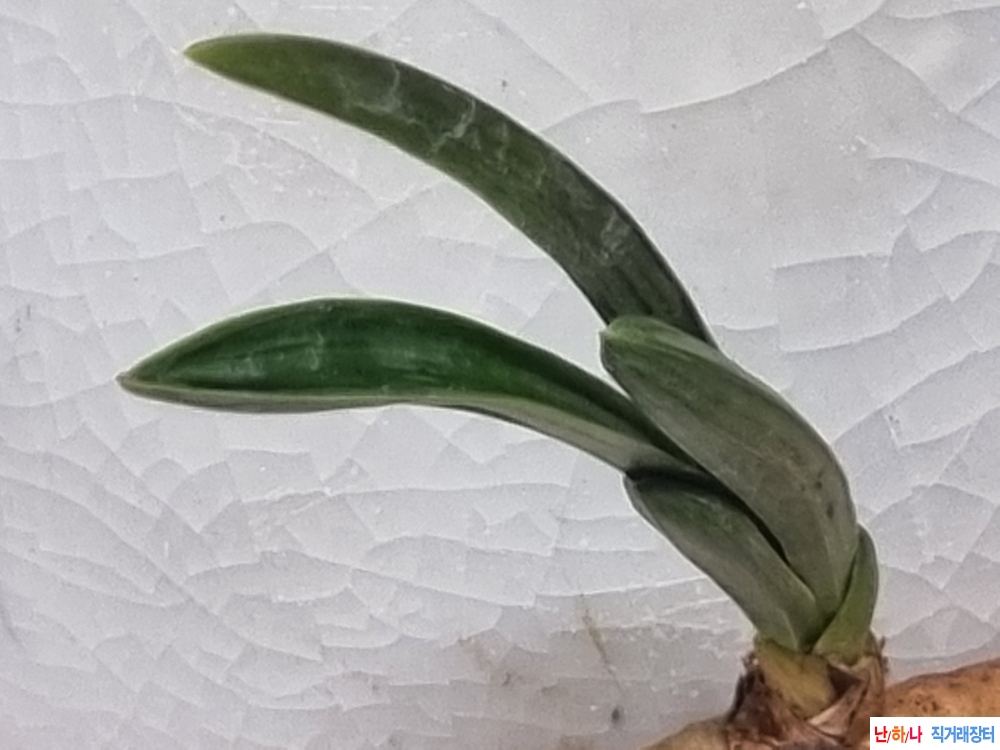 이쁜 두화변 서반단엽