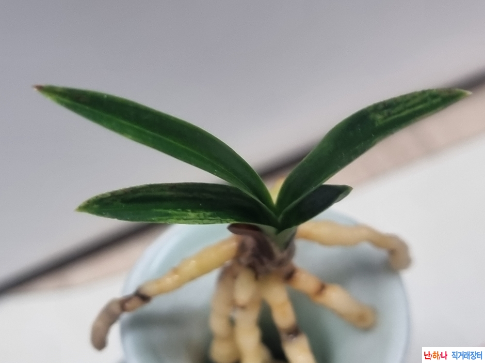 산채생강 종자좋은 서?