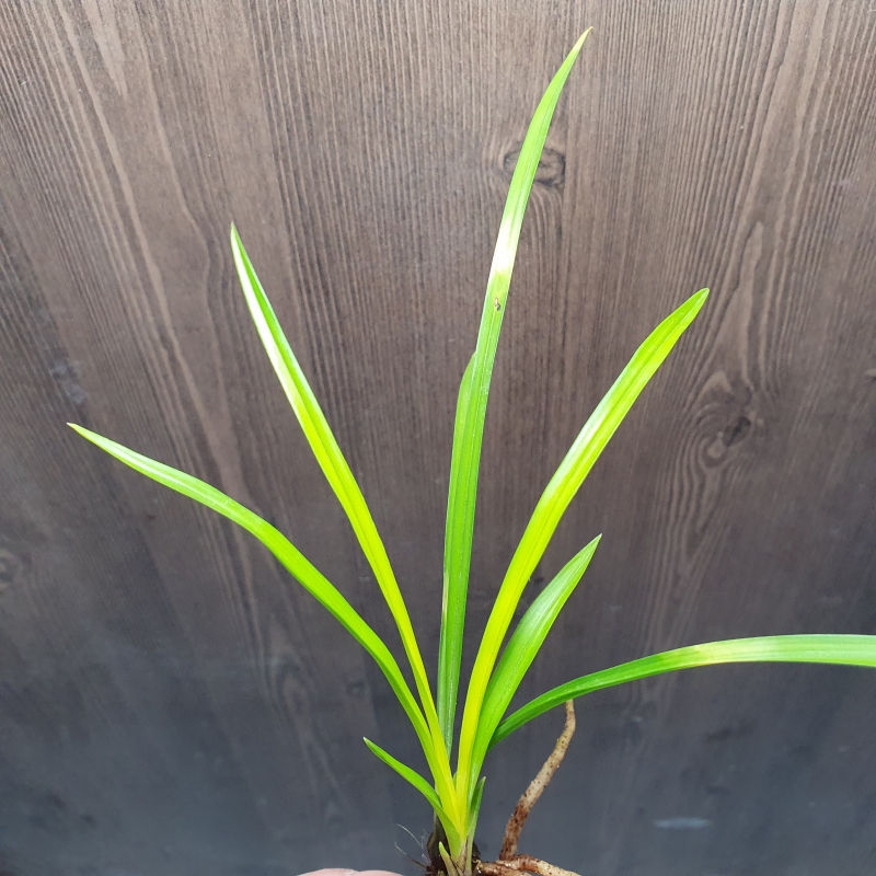 극황,,입변,,서반