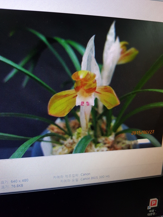 무명,,자홍,,복색화,,꽃?