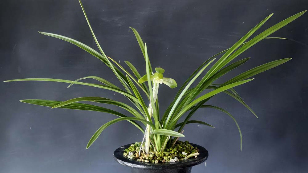 두껍고 단단한입변