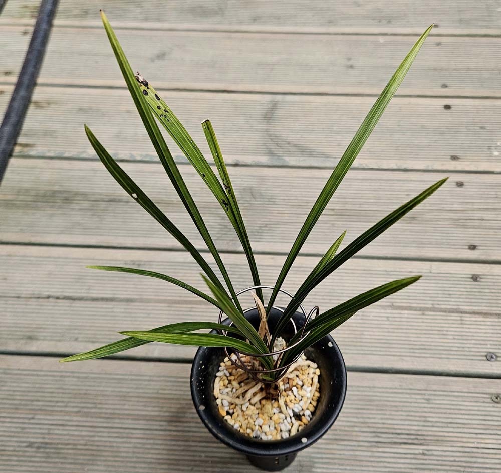 작년산채 입엽두화목