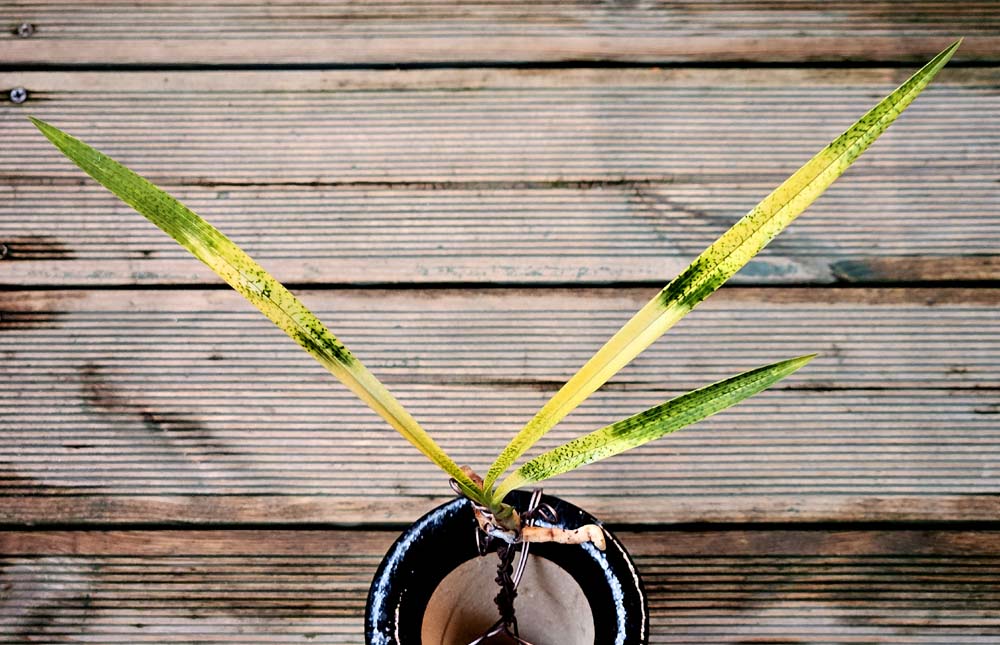 극황색 전진종자목