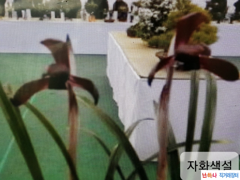 자화색설화