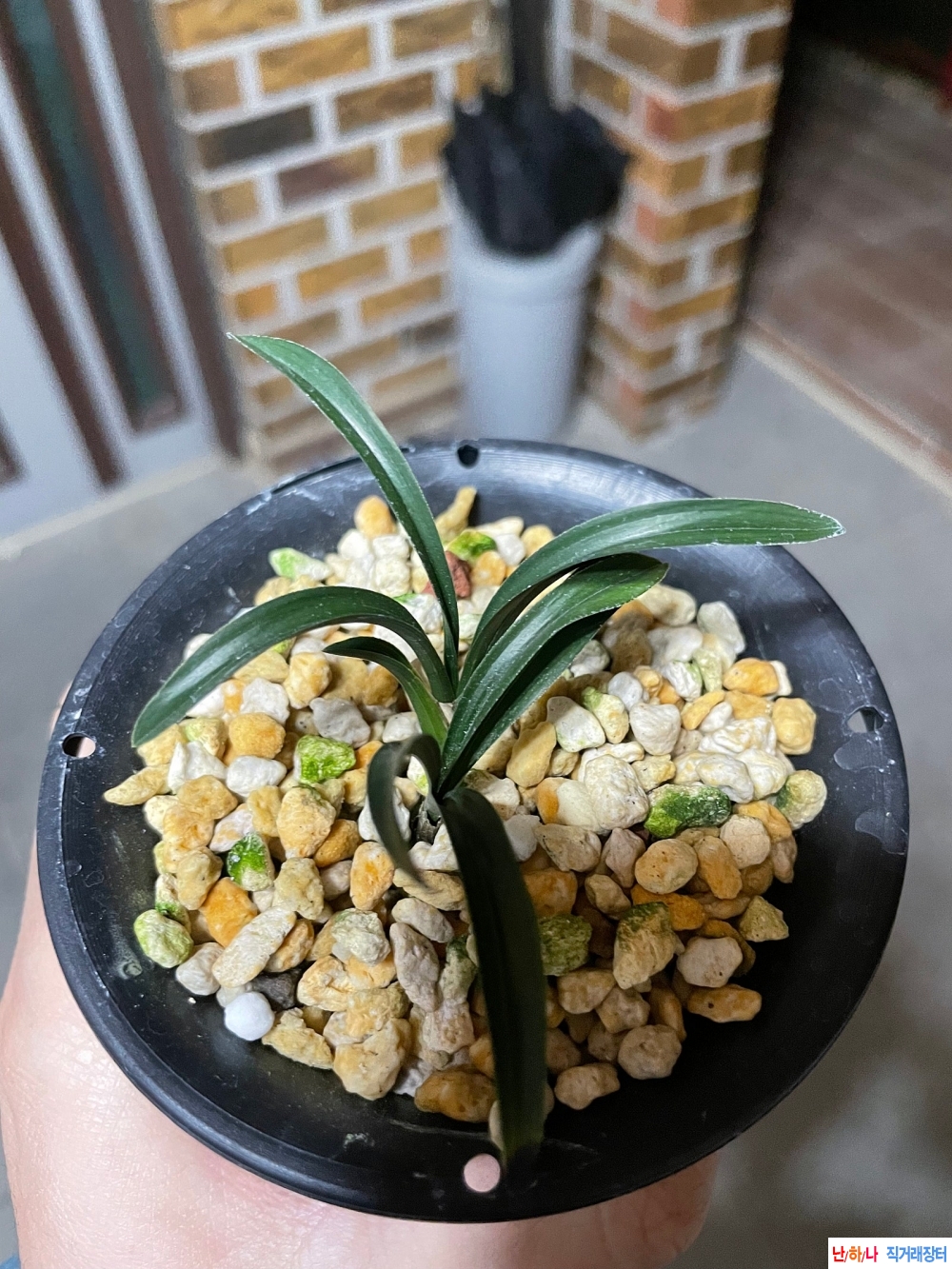 온누리닮은민단엽