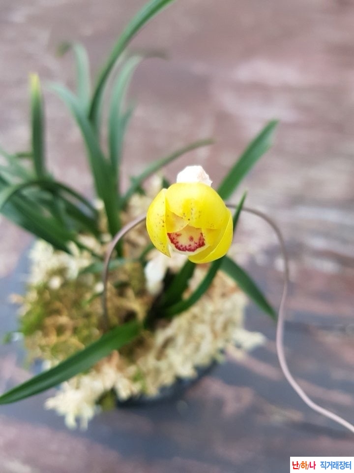 황두