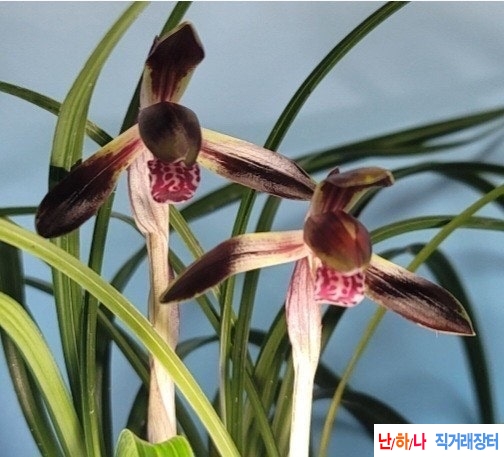 수채색설화