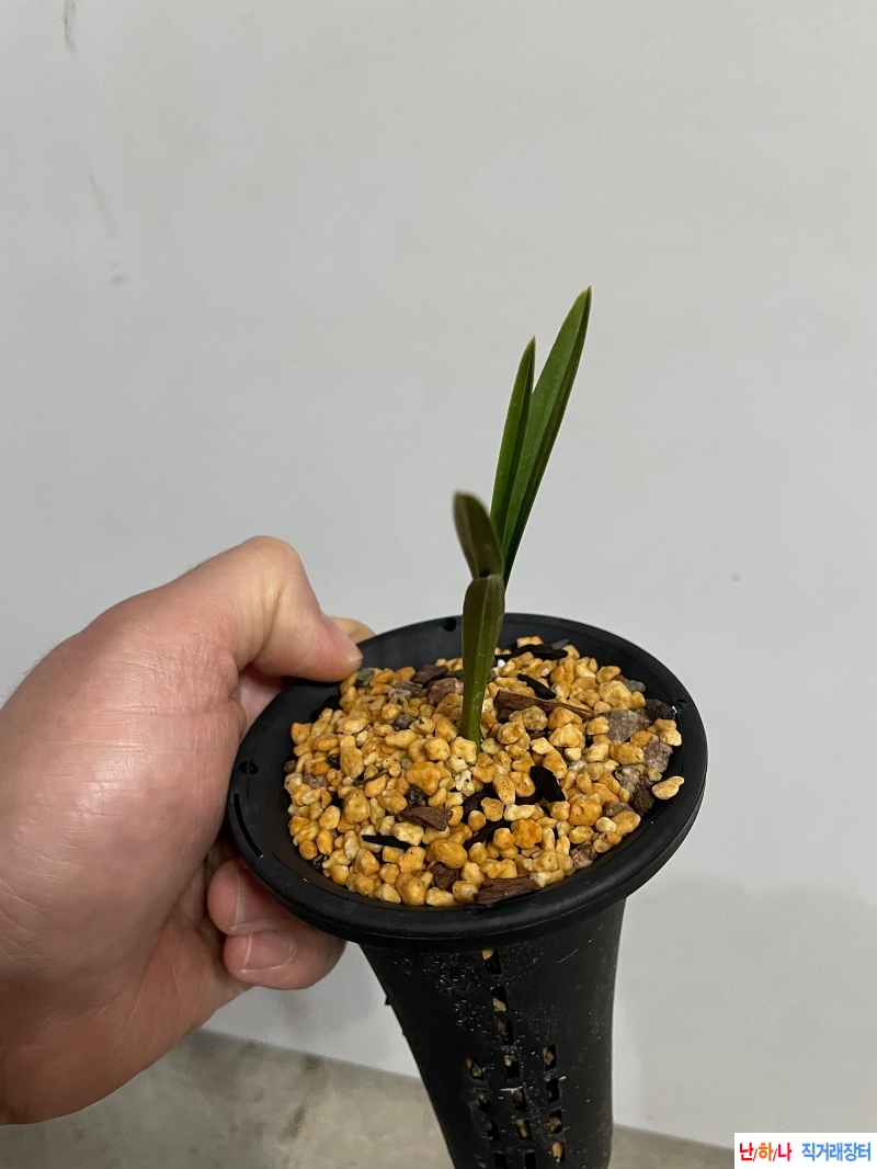 서단엽