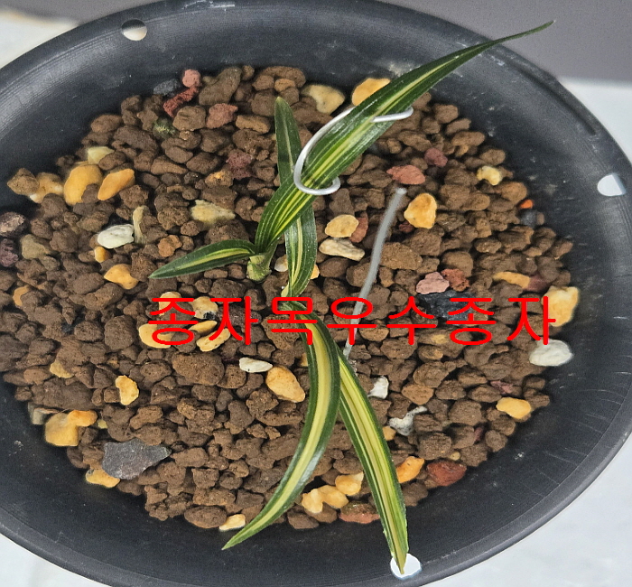 진청에극황색 종자목