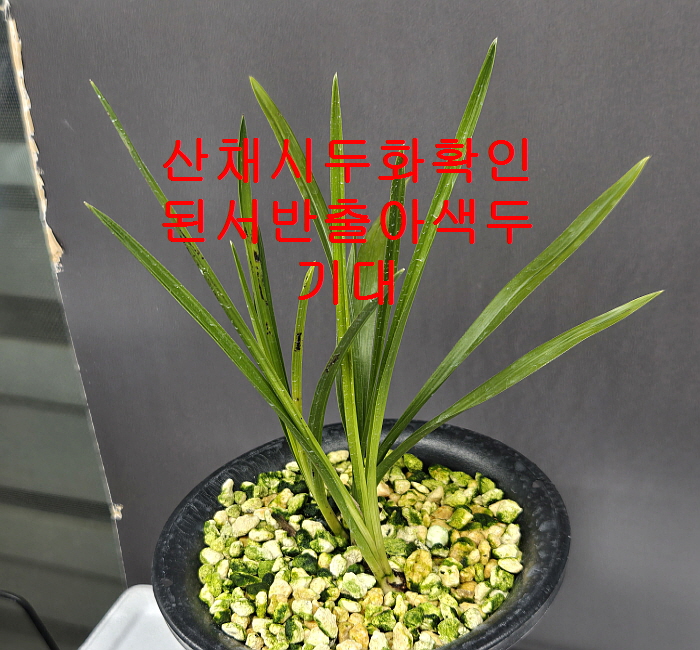 확인된두화서반출아색?