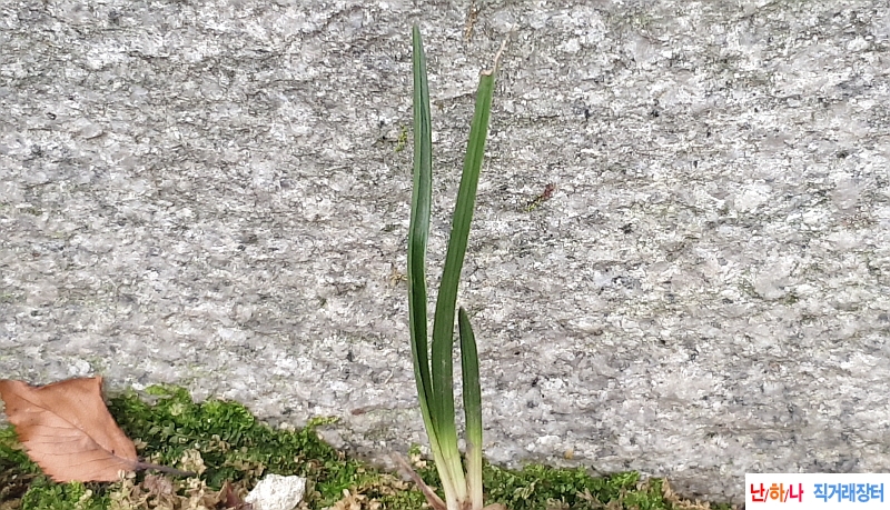 @산채 장단엽(생강근)